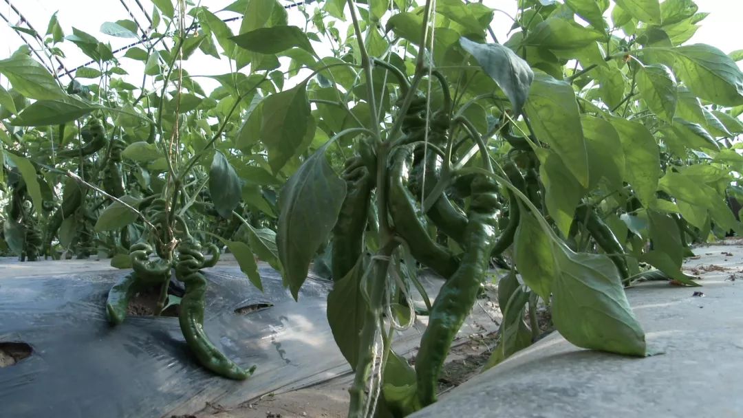 温室种植荆芥_温室种植什么药材最赚钱_温室种植致富新闻