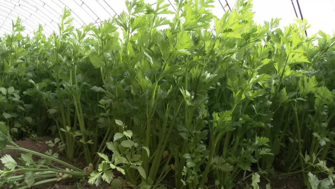 温室种植荆芥_温室种植什么药材最赚钱_温室种植致富新闻