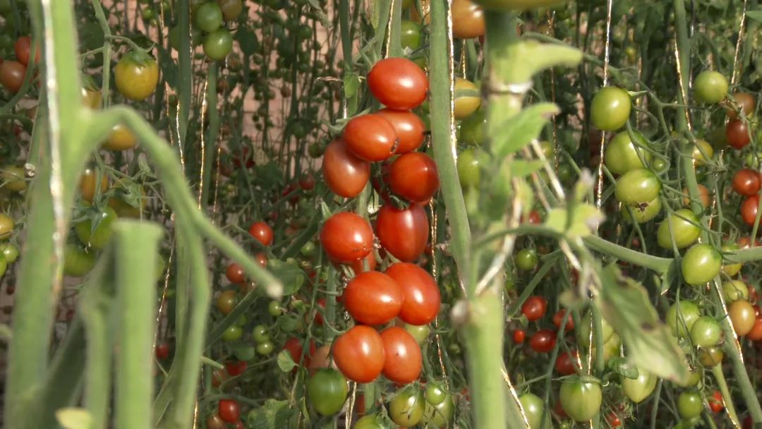 温室种植荆芥_温室种植什么药材最赚钱_温室种植致富新闻