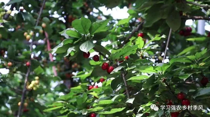 樱桃裁植方法视频_种植樱桃苗视频_种植樱桃修剪技术视频