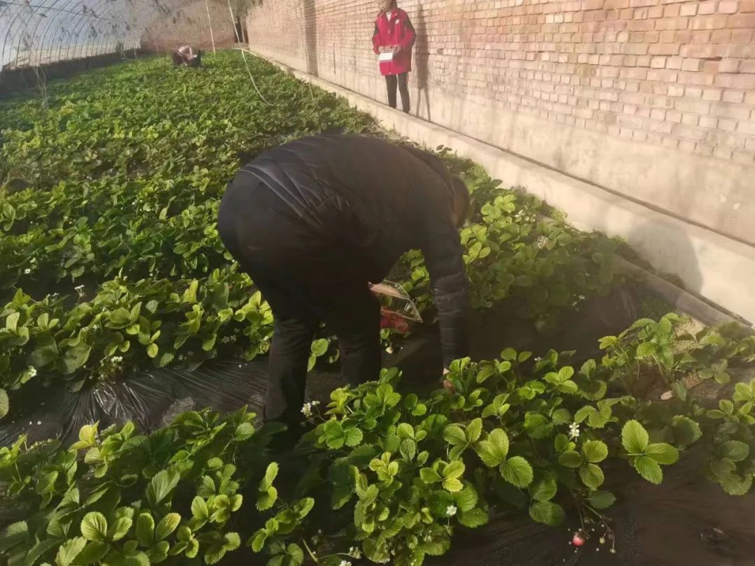 湖州市温室甲鱼致富_温室种植致富新闻_温室种植花的创业计划书