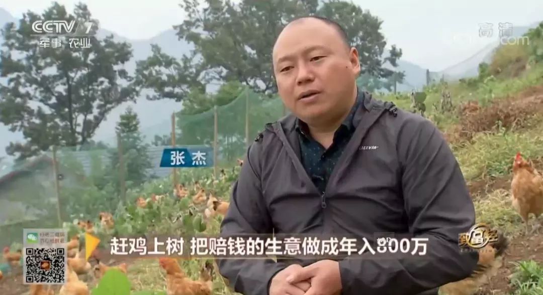 cctv7致富经养殖土鸡_致富经土鸡养殖视频_土鸡养殖致富经2019年全集