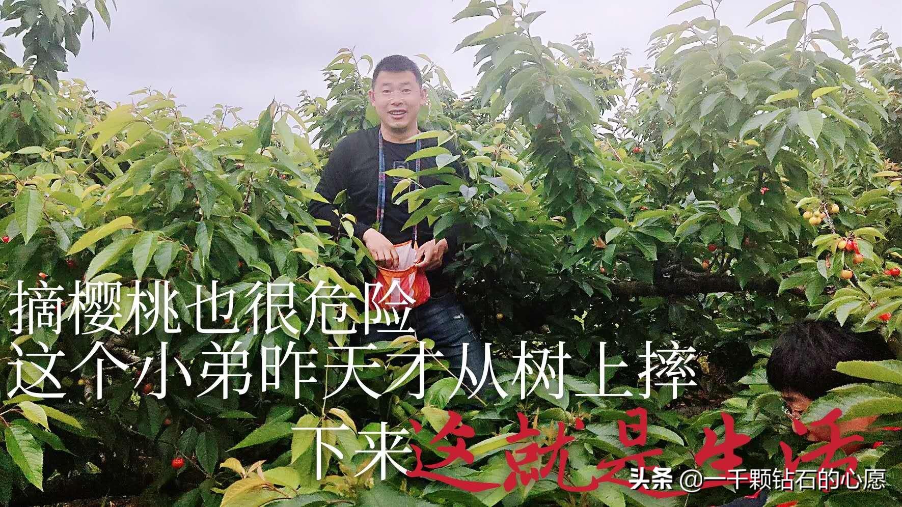 烟台农村亲戚家摘樱桃，没想到今年樱桃这么难，有能力就帮一下吧