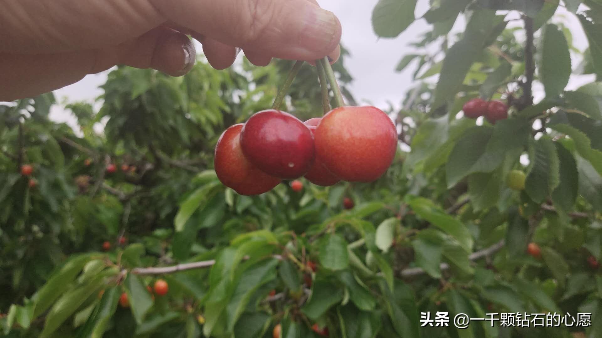 种植樱桃修剪技术视频_种樱桃的视频_种植樱桃苗视频