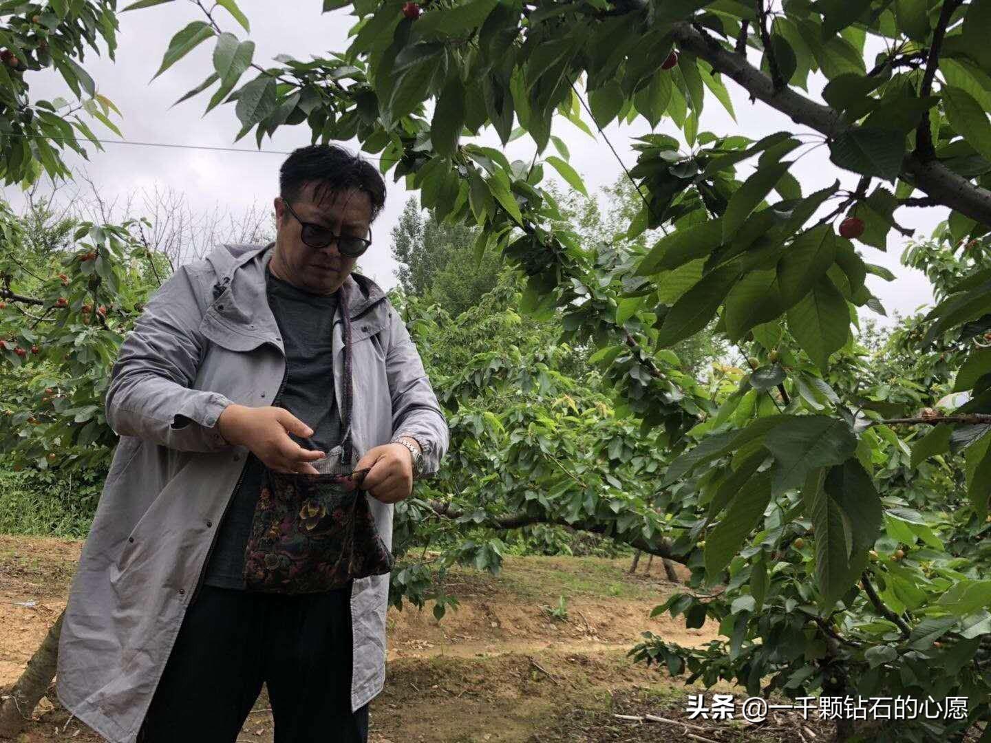 种樱桃的视频_种植樱桃苗视频_种植樱桃修剪技术视频