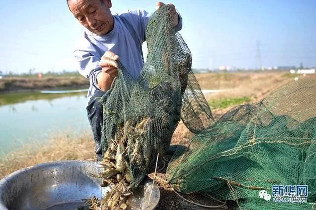 淡水虾养殖开启群众致富路