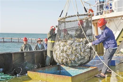 金鲳鱼鱼排养殖技术_水产养殖金鲳鱼技术_养金鲳鱼成本和利润