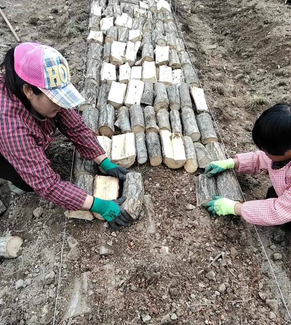 商洛洛南太子坪村：党建引领开辟天麻种植致富路