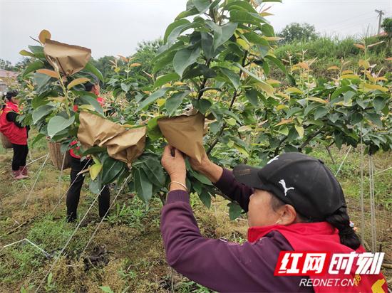 党建引领致富路_党建引领示范种植_党建引领种植致富