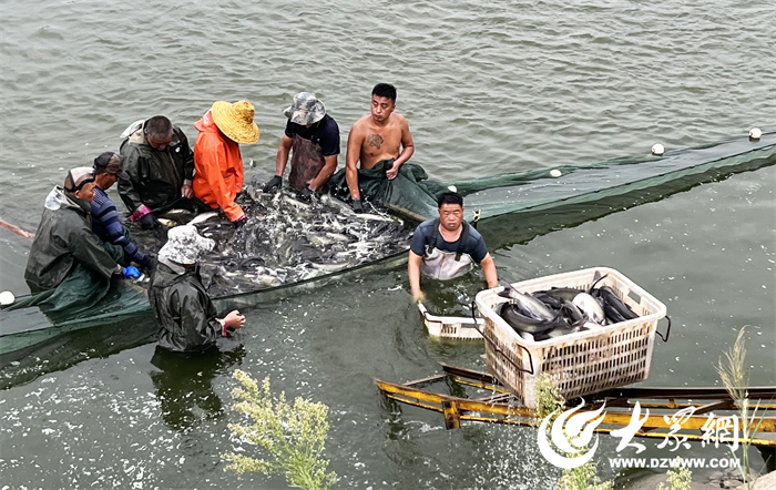 水产健康养殖技术_养殖水产健康技术规范_养殖水产健康技术论文