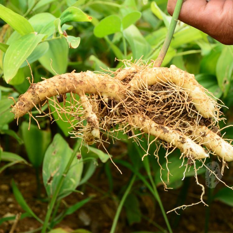 种植玉竹管理技术视频_种植玉竹管理技术要求_玉竹的种植技术和管理