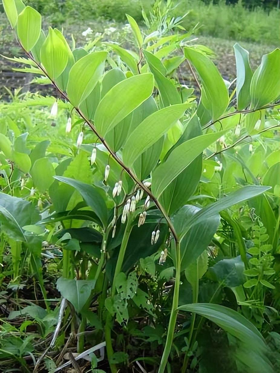 玉竹的种植技术和管理_种植玉竹管理技术要求_种植玉竹管理技术视频