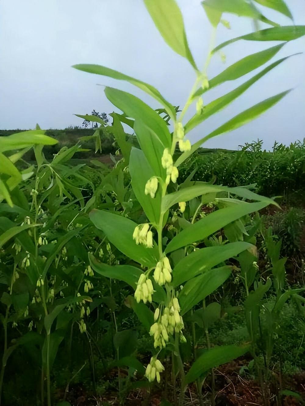 种植玉竹管理技术要求_玉竹的种植技术和管理_种植玉竹管理技术视频