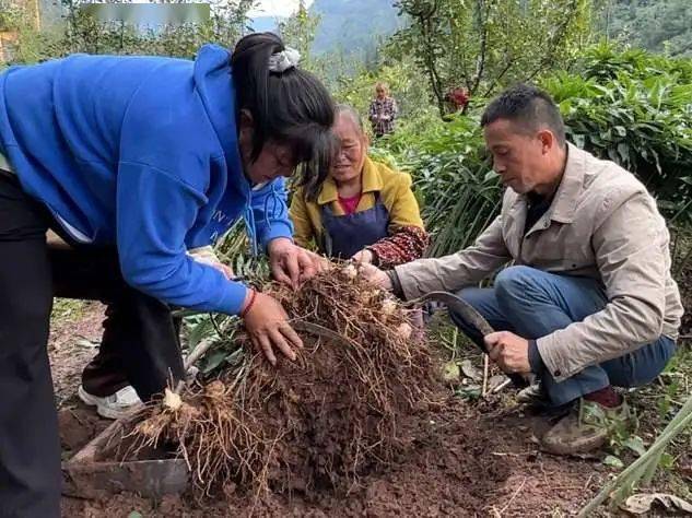 重庆黄精种植致富_重庆黄精种植致富_重庆黄精种植致富