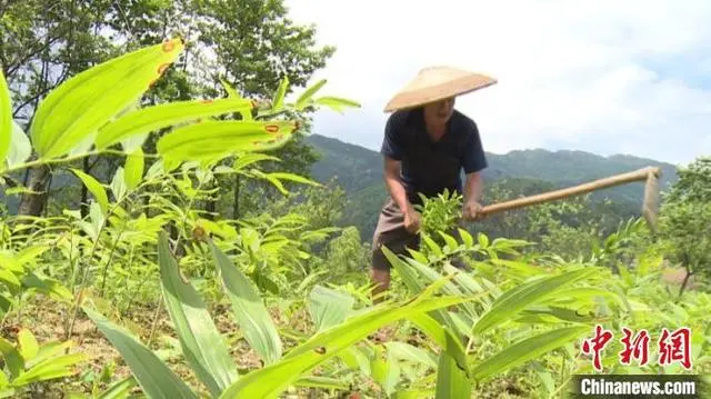 湖南邵东商人回乡种“黄金” 带动60余户村民走上致富路