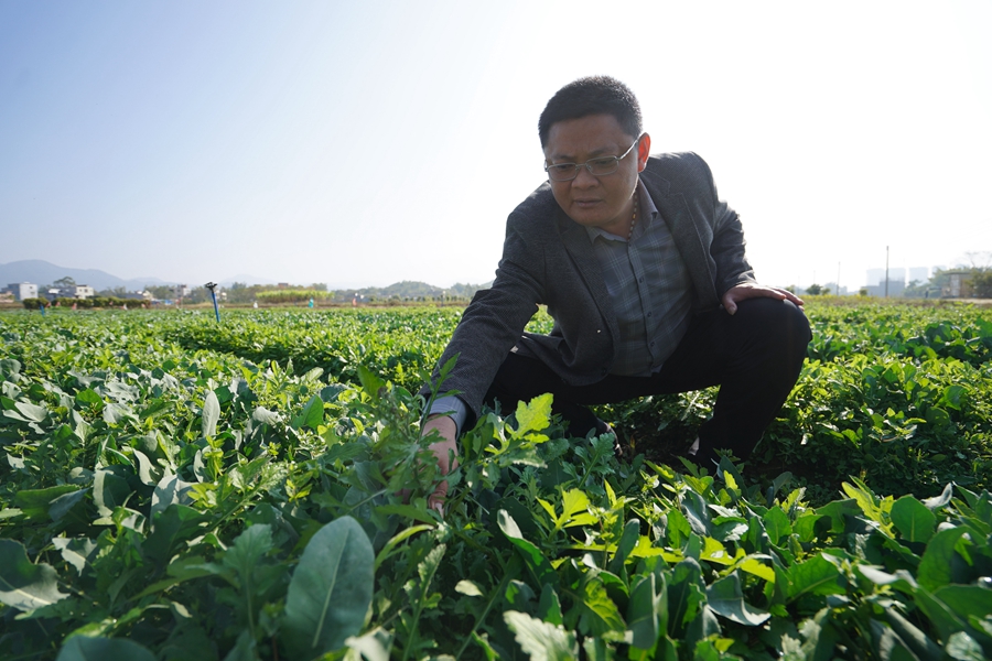 王敬扎根龙门潜心种植中药材 带领战友和乡亲致富