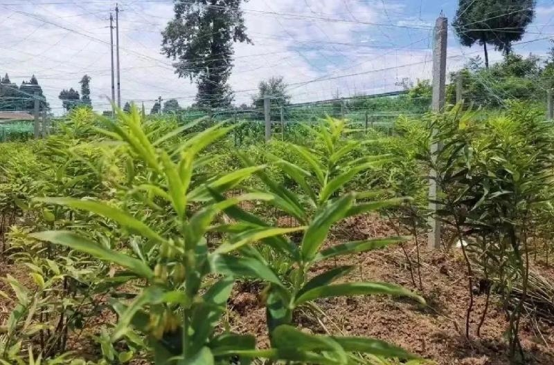 【巴中】黄精种植管护忙 致富路上“药”飘香