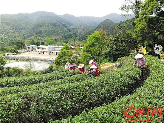 种植皂角树能赚钱吗_皂角种植致富_种植皂角树前景怎么样