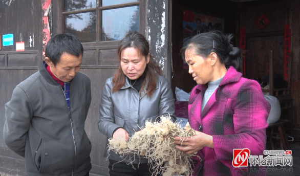 新晃：林下黄精成为群众致富“黄金”