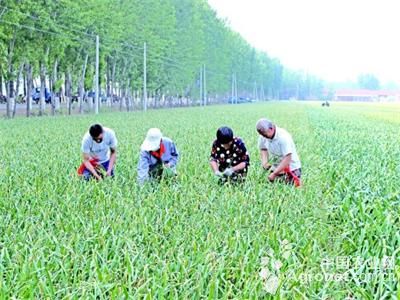 保鲜膜减肥法：甘肃漳县大力发展特色优质蔬菜产业