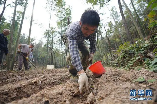 江西靖安：林下黄精 致富“黄金”