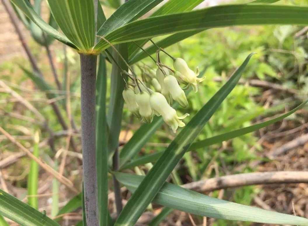 玉竹的种植技术和管理_玉竹栽培管理_玉竹种植技术及亩收益