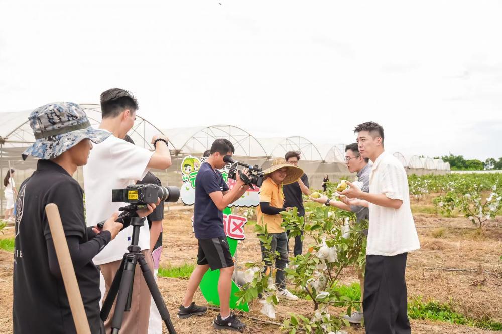 珠三角最大番石榴种植镇“上云”，广州南沙万顷沙镇打开粤港澳高端市场新销路