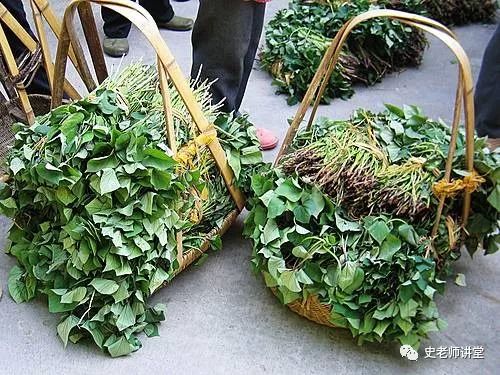 红薯尖种植技术_红薯尖怎么种植_尖叶红薯