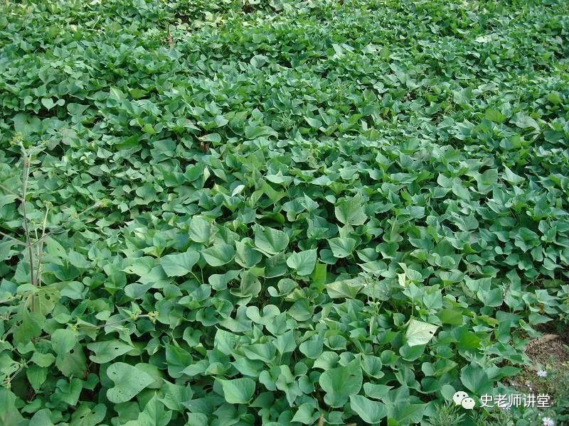 红薯尖种植技术_尖叶红薯_红薯尖怎么种植
