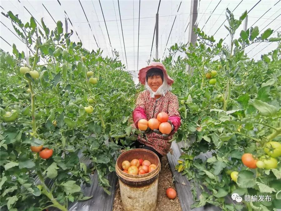 致富种植什么比较赚大钱_种植致富模式_致富种植模式图片