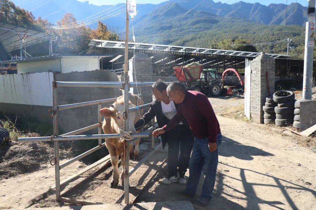 农村肉牛养殖创业项目_农村肉牛养殖致富_致富经肉牛养殖场的视频