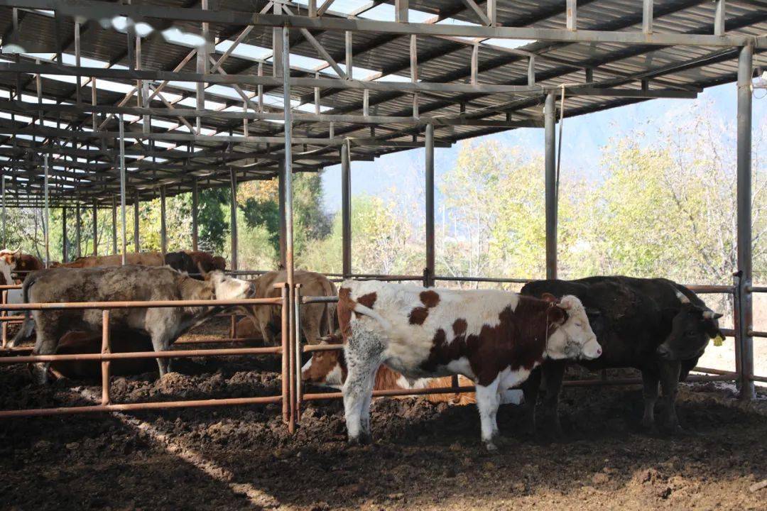 致富经肉牛养殖场的视频_农村肉牛养殖致富_农村肉牛养殖创业项目