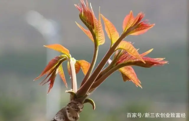 种植香椿赚钱吗_致富经香椿_致富经节目香椿种植