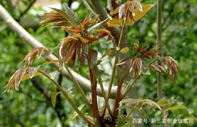 种植香椿赚钱吗_致富经节目香椿种植_致富经香椿