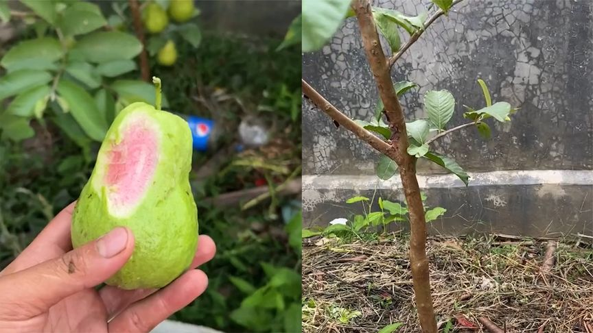 男子种出番石榴发视频炫耀后傻眼，把不开心的说出来让大家开心？