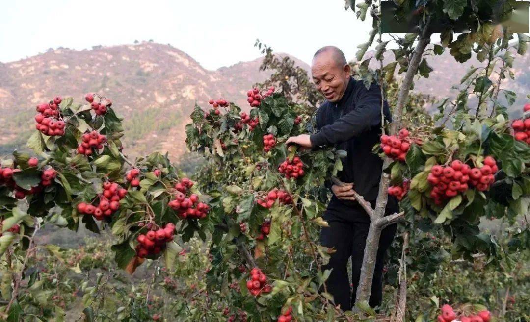 致富耕地种植上可以种什么_农民种地致富_耕地上种植什么可以致富