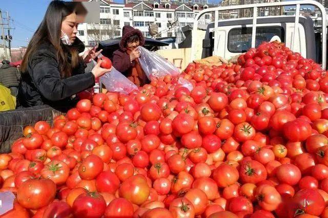 致富耕地种植上可以种菜吗_致富耕地种植上可以种什么菜_耕地上种植什么可以致富