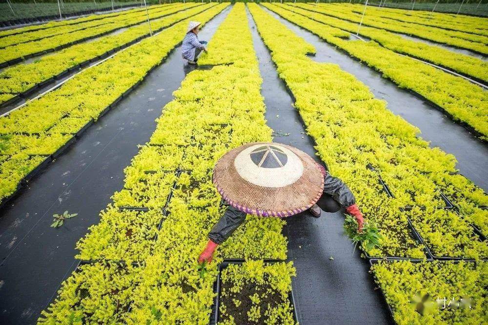 致富耕地种植上可以种什么菜_耕地上种植什么可以致富_致富耕地种植上可以种菜吗