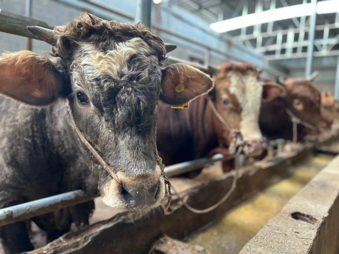 致富经肉牛养殖场的视频_农村肉牛养殖致富_肉牛养殖致富经