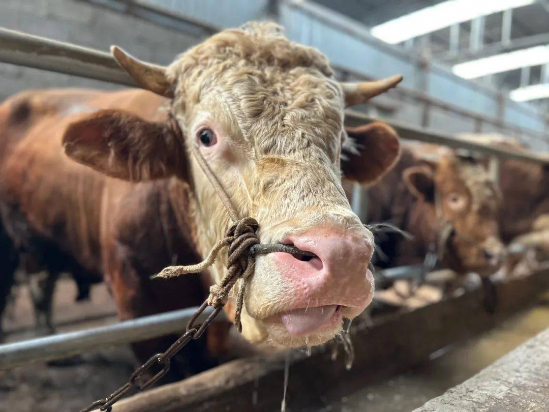 肉牛养殖致富经_农村肉牛养殖致富_致富经肉牛养殖场的视频