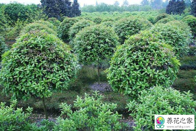 种植桂花树前景怎么样,赚钱吗