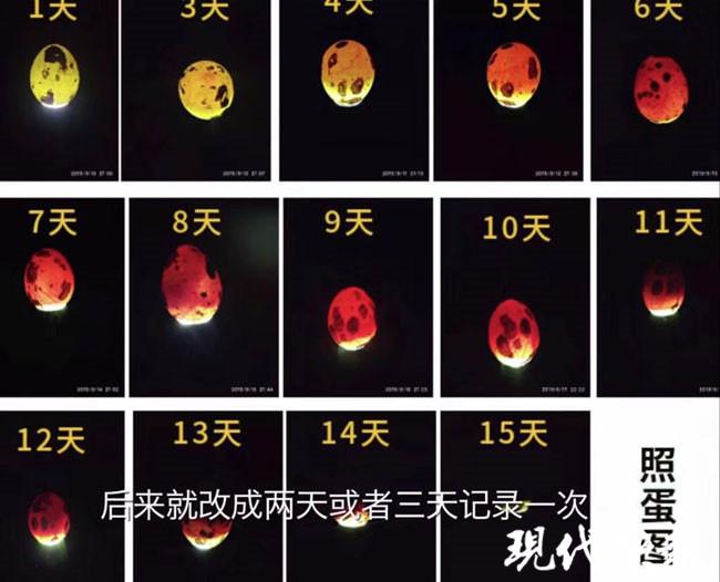 鸵鸟养殖户视频_鸵鸟养殖技术视频_鸵鸟养殖视频播放