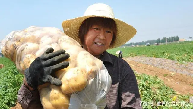 土豆高产栽培技术视频_高产土豆种植技术视频_最新土豆种植技术视频