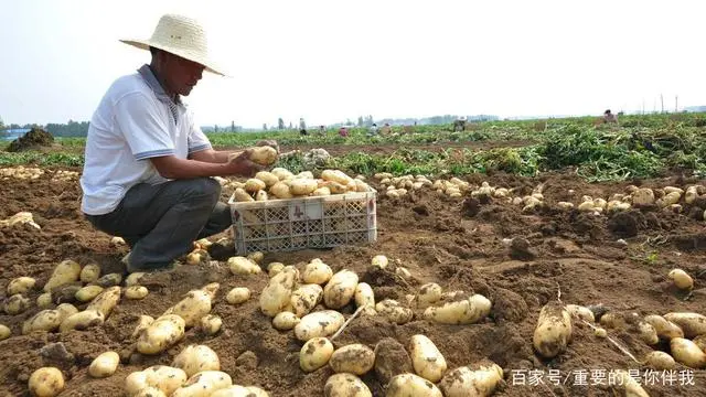 高产土豆种植技术视频_土豆高产栽培技术视频_最新土豆种植技术视频