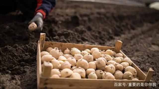 最新土豆种植技术视频_高产土豆种植技术视频_土豆高产栽培技术视频