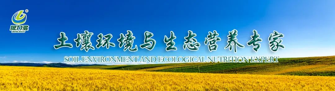 示范最前沿｜根力多助力哈密瓜种植户走上致富路