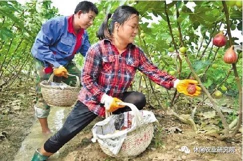 金樱子种植技术视频_金樱子种植技术和管理_金樱子种植