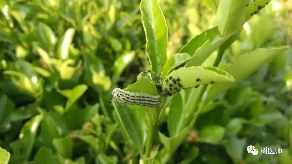 金樱子种植技术视频_金樱子种植技术和管理_金樱子种植技术与管理及效益