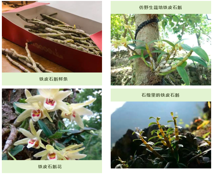 金樱子种植_种植金樱子前景怎么样_金樱子种植技术和管理