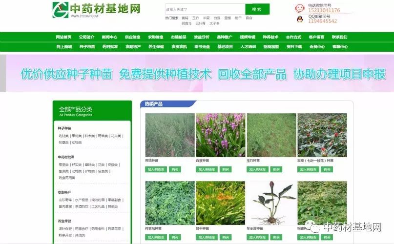 种植金樱子前景怎么样_种植管理金樱子技术与管理_金樱子种植技术和管理